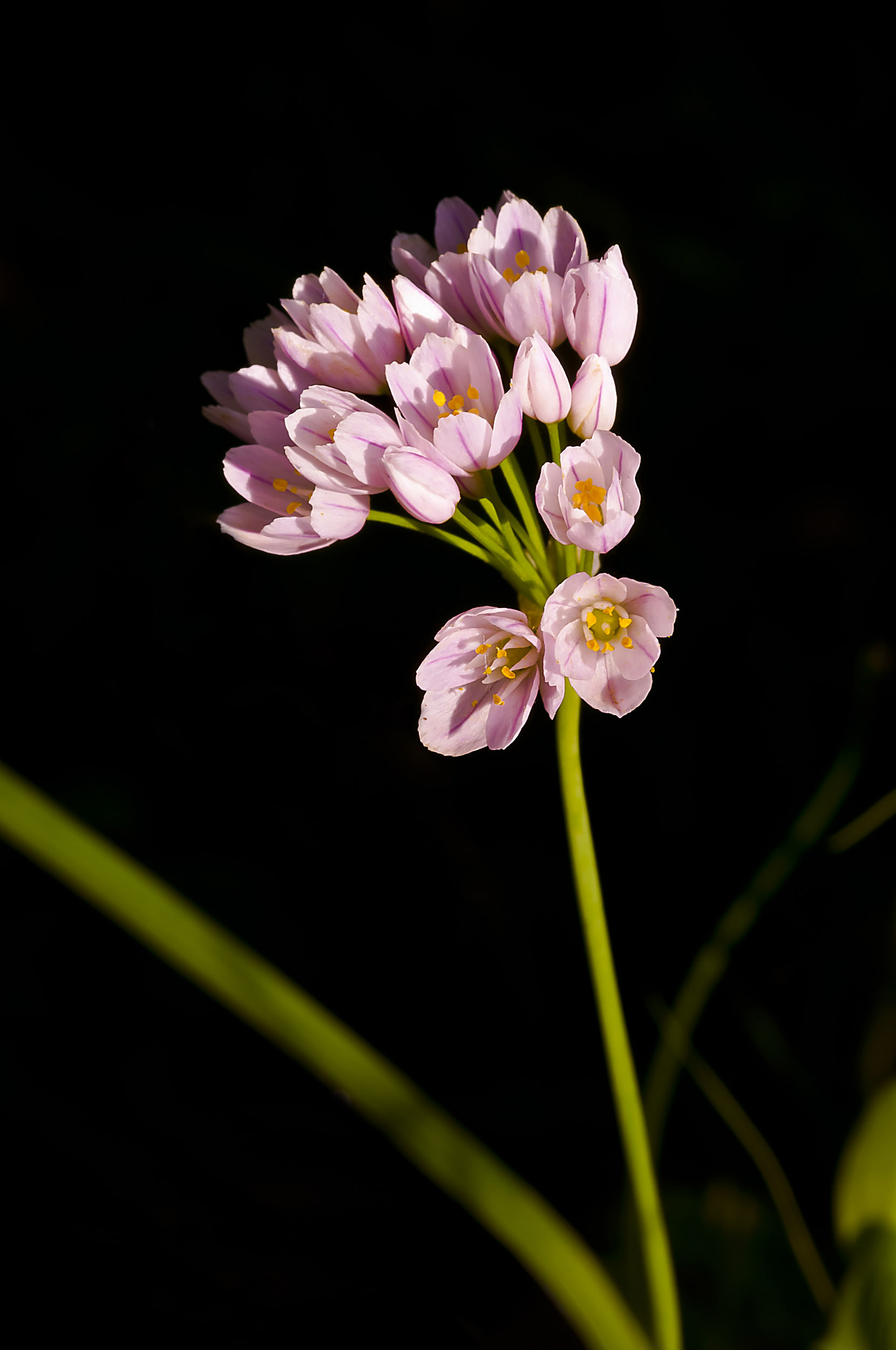 Fiori nel bosco